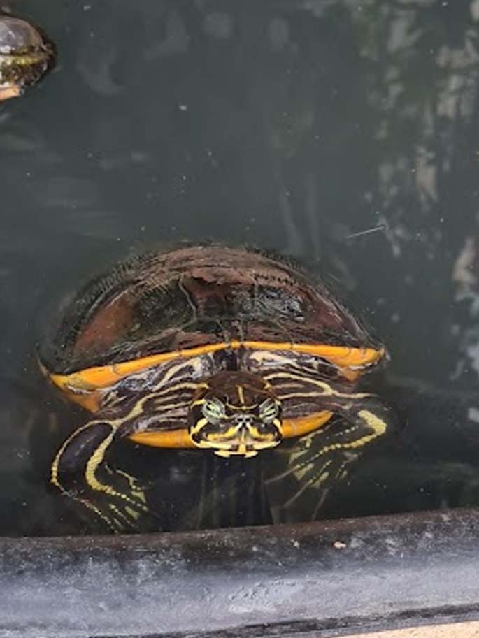 ¡Celebramos el Día de la Tierra 2024: Planeta contra Plásticos!